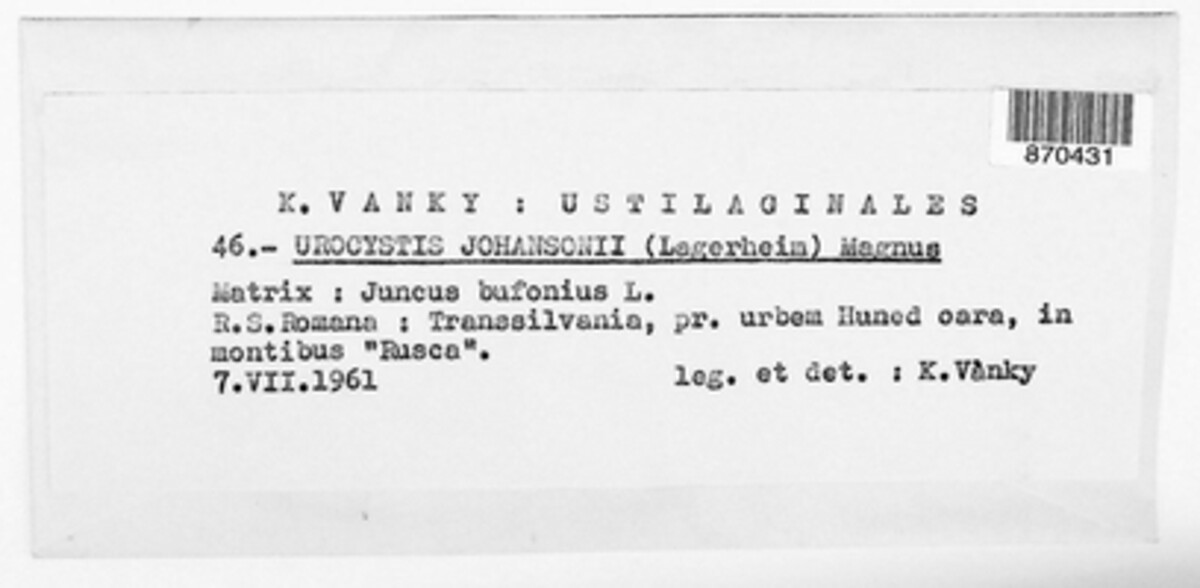 Urocystis johansonii image